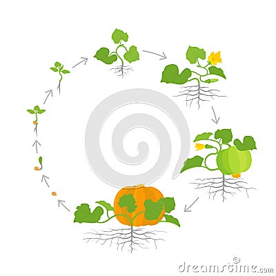 Crop of pumpkin plant. Circular round growth stages. Vector illustration. Cucurbita cucurbitaceae. Pumpkin life cycle Vector Illustration