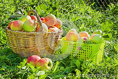 Crop of red juicy apples in a baskets Stock Photo