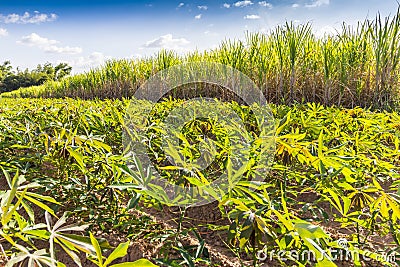 Crop rotation Stock Photo