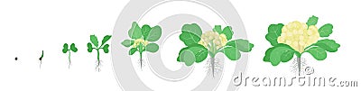 Crop stages of Cauliflower cabbage. Growing Cauliflower plants. Harvest growth vegetable. Brassica oleracea vector flat Stock Photo