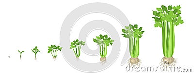 Crop stages of Celery. Growing Celery plant. Harvest growth vegetable. Apium graveolens. Vector flat Illustration Stock Photo