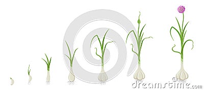 Crop stages of Garlic. Growing Garlic plant. Harvest growth vegetable. Allium sativum. Vector flat Illustration Stock Photo