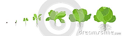 Crop stages of headed cabbage. Growing cabbage plants. Organic life cycle. Harvest growth biology. Brassica oleracea Vector Illustration