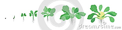 Crop stages of Kohlrabi cabbage turnip. Growing Kohlrabi plant. Harvest growth vegetable. Brassica oleracea. Vector flat Stock Photo