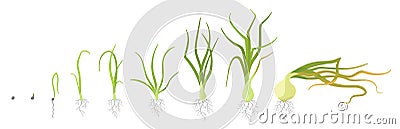 Crop stages of onion. Growing onion plants. Bulbs life cycle. Harvest growth biology. Allium vector flat Illustration. Vector Illustration