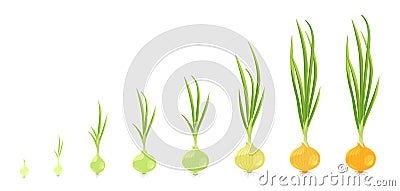 Crop stages of onion. Vector Illustration growing onion plants. Bulbs life cycle. Harvest growth biology. Allium. Vector Illustration