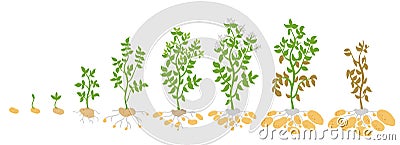 Crop stages of potato. Vector Illustration growing plants. The life cycle. Harvest growth biology. Solanum tuberosum. Vector Illustration