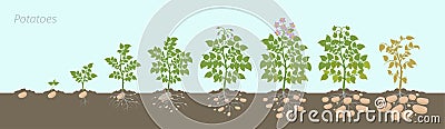 Crop stages of potatoes plant. Growing spud plants. The life cycle. Harvest potato growth progression In the soil Stock Photo