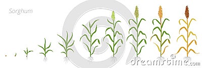 Crop stages of Sorghum. Growing Sorghum plant. Harvest growth grain. Sorghum bicolor. Vector flat Illustration Stock Photo