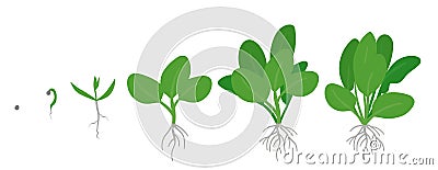 Crop stages of Spinach. Growing Spinach plant. Green leafy vegetable growth. Spinacia oleracea. Vector flat Illustration Stock Photo