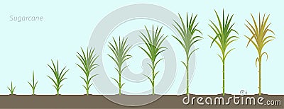 Crop stages of Sugarcane. Growing sugar cane plant used for sugar production. Vector Illustration. Vector Illustration