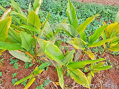 Crop of turmeric Stock Photo