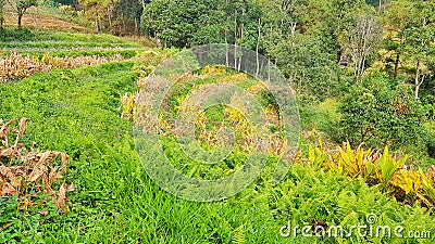 Crop of turmeric Stock Photo