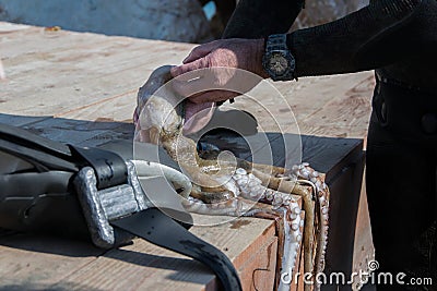 Crop view of scuba diver adult man on a seashore with freshly caught octopus and spearfishing gear Stock Photo
