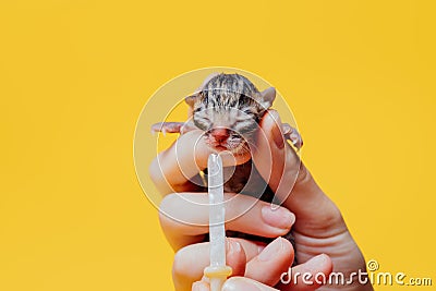 Crop woman feeding newborn tabby kitten with milk, Stock Photo