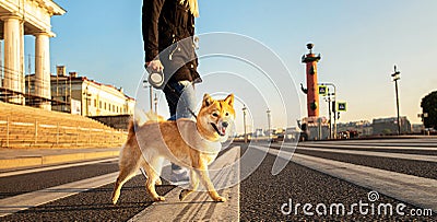 Crop woman with Shiba Inu crossing road in city Stock Photo