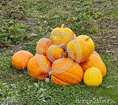 The crop of yellow pumpkins at the field Stock Photo