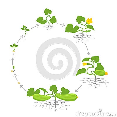 Crop of zucchini plant. Circular round growth stages. Zucchini or courgette plant. Vector illustration. Cucurbita pepo Vector Illustration