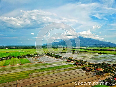 Croped Paddy Field With Mountain Background Stock Photo