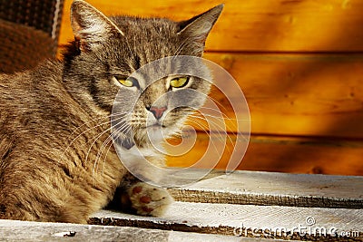 Croped shot of gray cat lying outdoors and looking to the side. Tabby cat, close up. Pets, animals day concept. Stock Photo