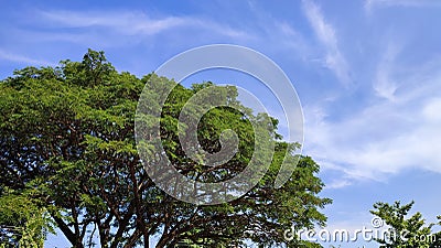 Croped tree with blue sky Stock Photo