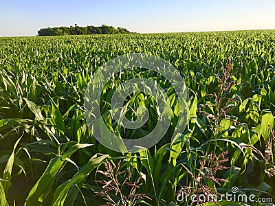 Cropland in Ennis Texas Stock Photo