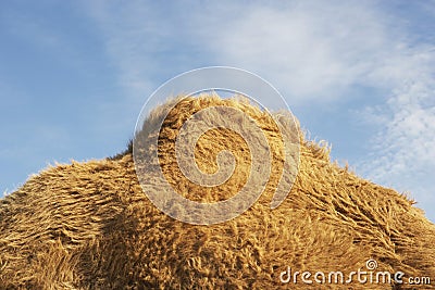 Cropped Camel's Hump Against Sky Stock Photo