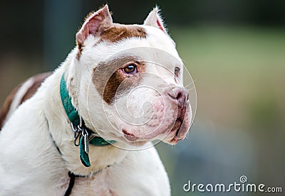 Cropped ears Bulldog American Pitbull Terrier Dog Stock Photo