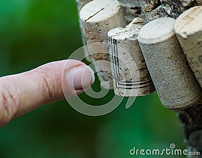 Cropped finger pointing at wine corks on a tree trunk Stock Photo