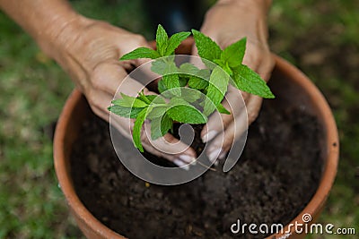 Cropped hands of senior woman planting seedling in pot Stock Photo