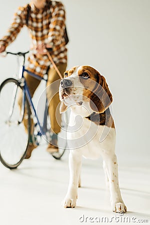 cropped image of bicycler with cute beagle Stock Photo