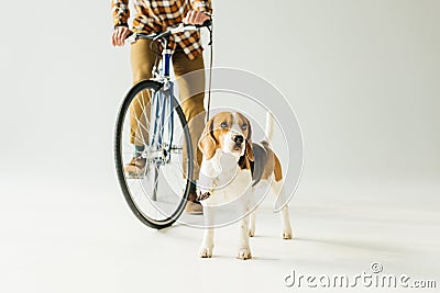 cropped image of bicycler holding leash with beagle on white Stock Photo