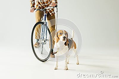 cropped image of bicycler holding leash with beagle Stock Photo