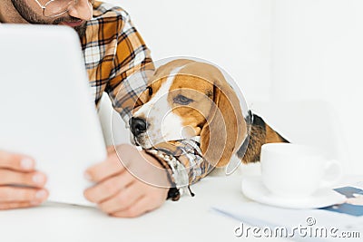 cropped image of cute beagle looking at tablet Stock Photo