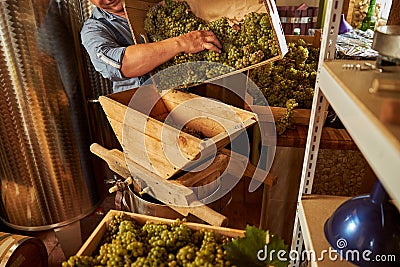 Elderly winemaker loading white grapes into a crusher Stock Photo