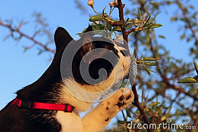 Cropped Shot Of A Cat Sniffing White Flowers Over Blue Sky Background. Stock Photo