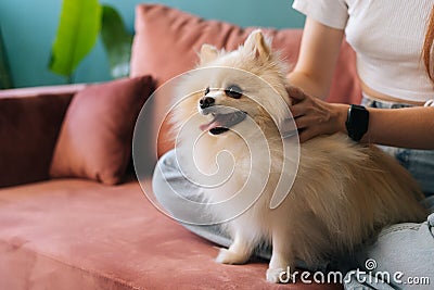 Cropped shot of cute white pretty spitz pet dog, unrecognizable young woman stroking loving puppy sitting on comfortable Stock Photo