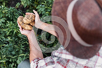 Farmer holding potatoes in field Stock Photo