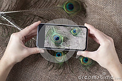 Cropped shot of man holding best smartphone holding photo of peacock feathers. Man makes creative photo on the phone Stock Photo