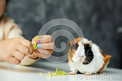 Cropped unrecognizable little girl hands with manicure give cabbage leaves to small curious, funny spotty guinea pig Stock Photo