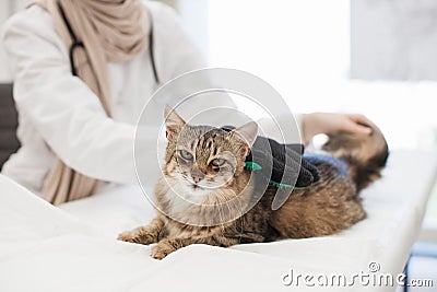 Adult cat being cared with pet grooming glove in vet clinic Stock Photo