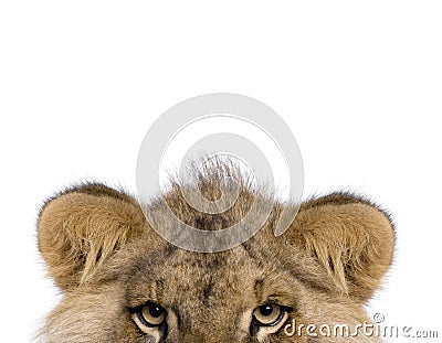 Cropped view of Lion, Panthera leo, 9 months old Stock Photo