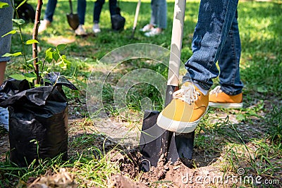 cropped view of man with shovel planting tree Stock Photo