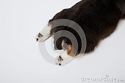 View of welsh corgi puppy paws Stock Photo