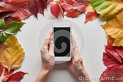 Cropped view of woman holding smartphone with blank screen near colorful autumn leaves of alder, maple and wild grapes Stock Photo