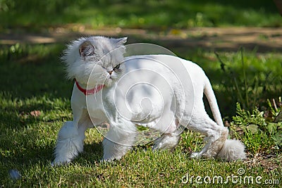 Cropped white Persian cat Stock Photo