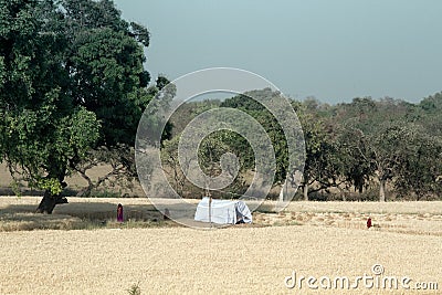 Indian Ryots for field work Editorial Stock Photo