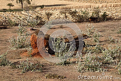 Small private fields with ponds for irrigation, roads and boundary wood belt Stock Photo