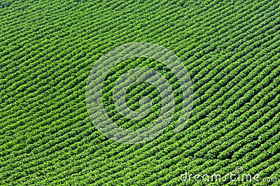 Crops and in the furrow Stock Photo