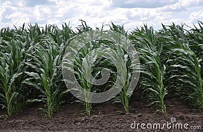 Crops of hybrid maize Stock Photo